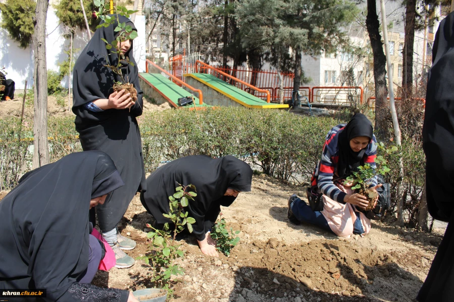 کاشت بوته گل رز در فضای سبز پردیس نسیبه