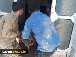 گزارش تصویری از اردوی جهادی دانشجومعلمان استان تهران در کمک به مناطق سیل زده 9